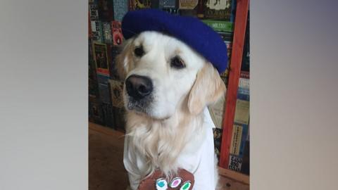 Pickles the golden retriever wearing a blue beret