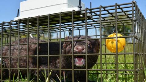 A mink snarling from a smart trap in a field with blue sky behind