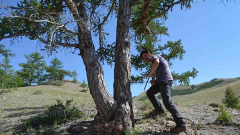 Man taking sample from tree