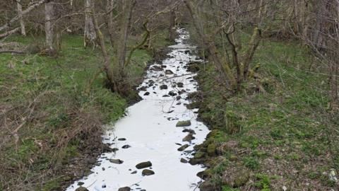 Carron Burn with milky white water because of the paint running in the middle of the forest with grass and trees growing on the banks of it. 