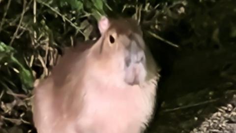 A small capybara faces towards the camera. It is dark and the animal, as well as some foliage behind it, are illuminated by what appears to be artificial light.