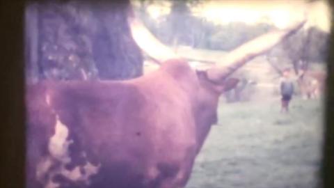 longleat archive footage still