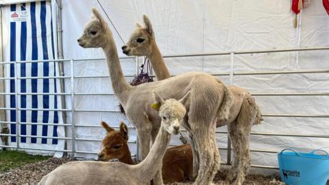 Four shaved alpacas at the show in 2025. Two of the alpacas are stood up and two are sat down.