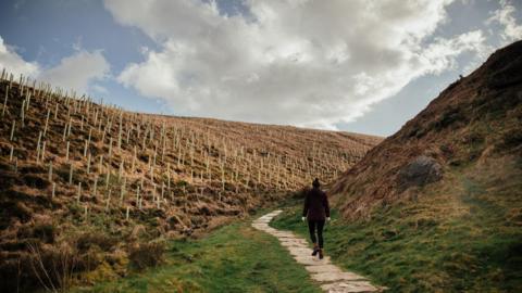 Tree saplings planted in a valley with a path coursing through. A person walks the path
