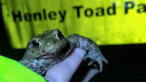 A volunteer holding a toad against a yellow neon sign reading "SLOW Henley Toad Patrol".