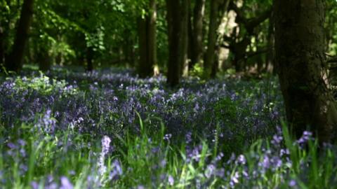 Bluebells in a woodland with trees. The light is dappled