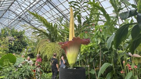 The corpse flower