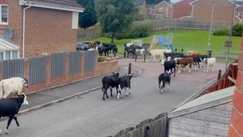 A herd of cows running in a residential street, filmed from the upstairs window of a house.