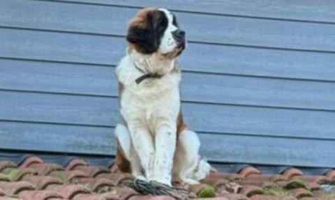 Dog on a roof looking away from the camera