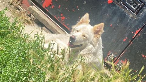 A white dog sitting among some green grass, with a black gate behind it. 