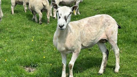 Close up of injured ewe