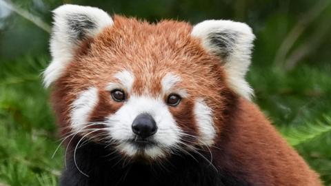 A red panda at Peak Wildlife Park