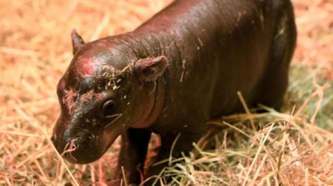 Endangered pygmy hippo Haggis shortly after her birth, looking at the camera while standing in straw