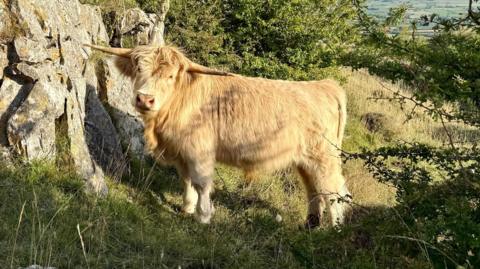 A cream highland cow in a field. The cow has two long horns on the side of its head. It is looking directly at the camera. 