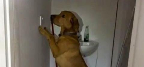 A dog on its hind legs sniffing a light switch on the wall of a white bathroom