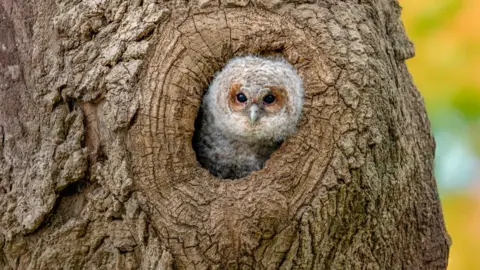 An incredible moment witnessing a young tawny owl staring out from its home, while people pass by unaware of the sight in the tree above //
Eiliad anghygoel wrth fod yn dyst i dylluan frech ifanc yn syllu allan o'i gartref, tra fod pobl yn pasio heb ymwybyddiaeth o'r olygfa yn y goeden uwchben
