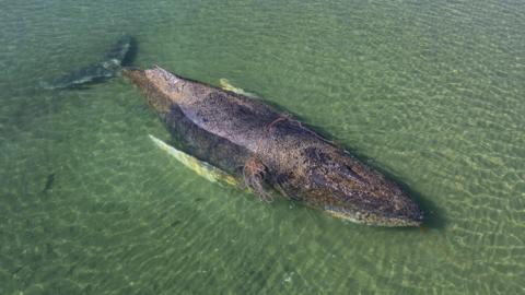 The partially submerged whale shown stranded on a shallow sandbank in Lubeck Bay on 23 March