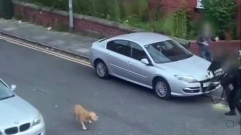 Two armed police officers point their weapons at an XL bully on a street near a silver car after an attack on a woman in Eccles