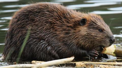 A European beaver with a lake behind her. The aquatic rodents have brown fur and - although submerged in the water here - broad, flat tails. This beaver appears to be using her sharp front teeth to gnaw through a stick - they are commonly associated with building dams in waterbodies.