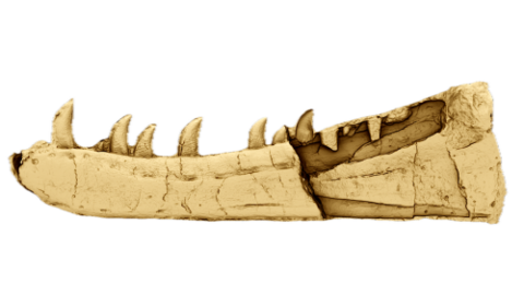 A digital rendering of a dinosaur's jawbone that loosely resembles a crocodile jaw with several large, slightly curved teeth