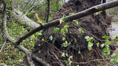 A tree has been ripped out of the earth leaving its root ball exposed in the air and its trunk lying along the floor of the wood.