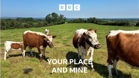 Cows
