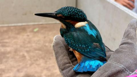 Kingfisher rest on a gloved hand. 