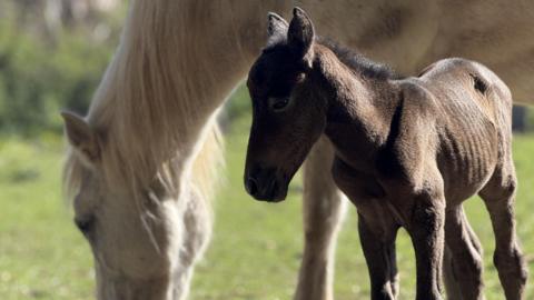 A small brown horse walks on grass in the sunshine with a large white hors behind it