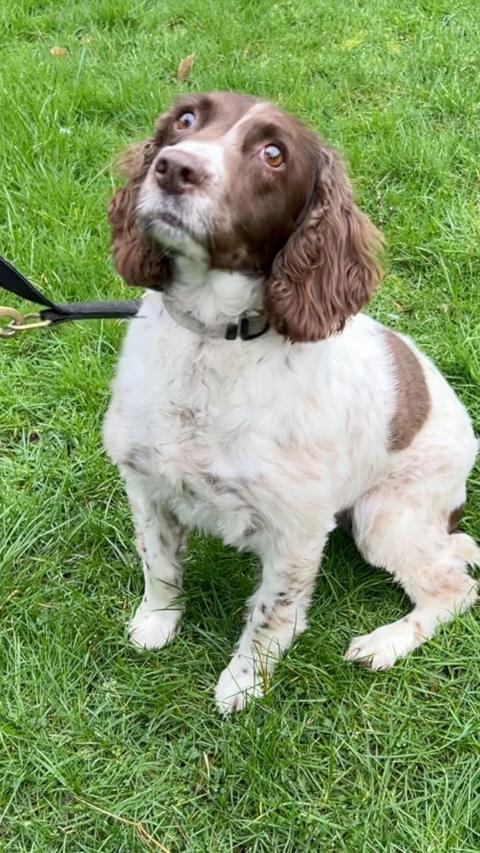 A small white and brown dog sitting on green grass looking up at the camera. 