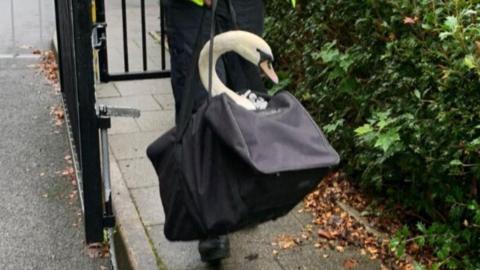 A swan inside a duffel bag