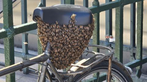 A picture of bees on a bike