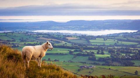 Lone sheep high above misty countryside in Monmouthshire.