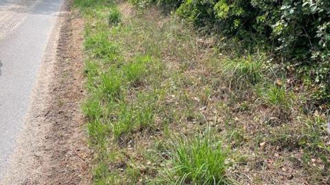 A grass verge at the side of a road. There are shrubs in the background and tyre tracks on the side of the verge