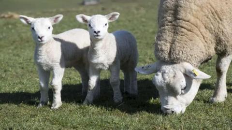 A sheep and two lambs in a field 