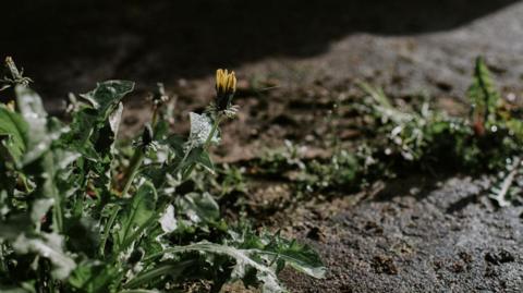 A dandelion is growing out of concrete with other weeds seen in the background.