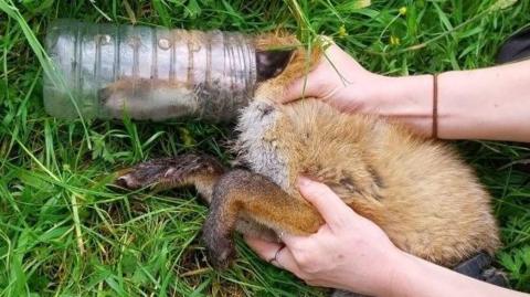 A fox lying on grass with its head stuck in a plastic bottle. The animal is being held by an animal rescuer.