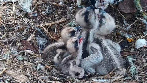 Four osprey chicks of varying sizes look up with their beaks open hoping for food