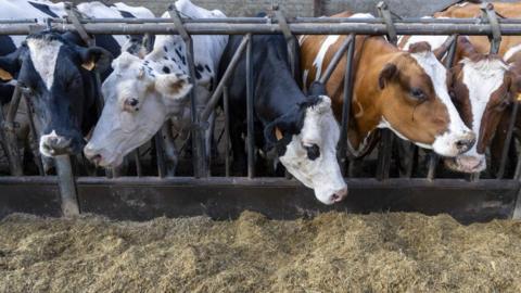 A row of cows with their heads through bars. There are five cows. From left to right, one had a predominantly black head with a white mark in between its eyes, the next is mainly white, the next has a white face, black eyes, and a black body, the next two are mainly brown with white streaks on their faces.