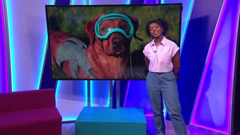 Emma-Louise on the Newsround set with a picture of a dog