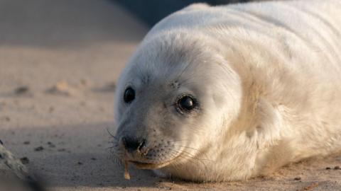 The head of a grey seal pup. It has white fur and has dark black eyes and a black nose. It is on a sandy beach. It is looking at the camera. 