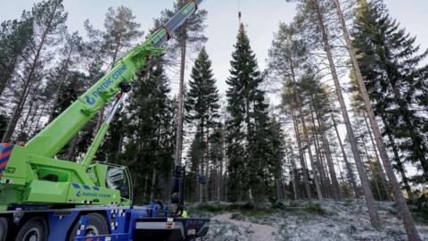 A large spruce tree is held up and moved by a green crane.