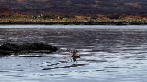 Stag swimming at sea