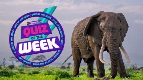 Elephant and the Quiz of the Week logo.