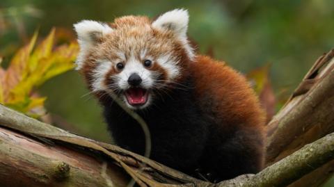 A red panda cub stares at the camera with a grin, sat on a tree branch.