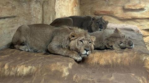 Three lions sleeping next to each other inside an enclosure.