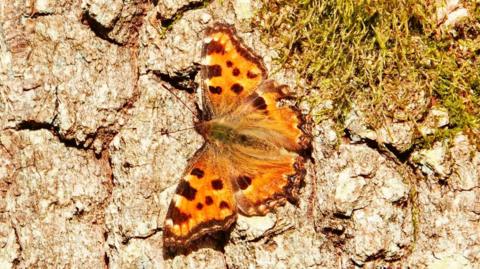 One man says he walked for five hours to spot a large tortoiseshell butterfly