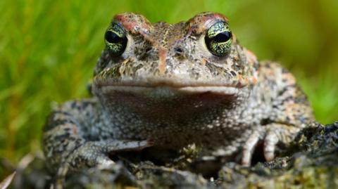 A natterjack toad with green eyes and mottled skin