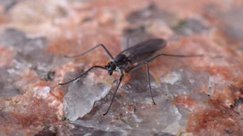 A close up of an artic wave dancer on the surface of a granite boulder. The fly's head is towards the camera and its wings are folded.