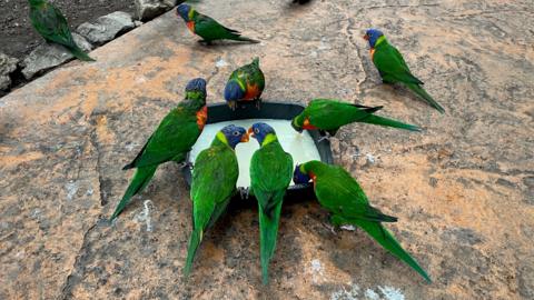 six green birds drinking from a bowl