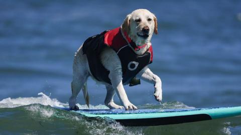 Dog on a surf board.